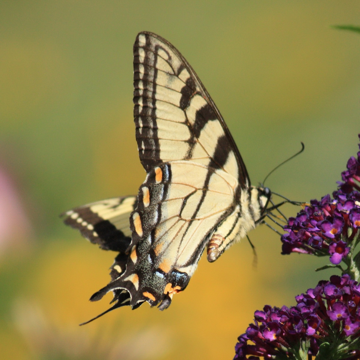 Bees, Blooms, Blossoms, and Butterflies — August 8 - logo